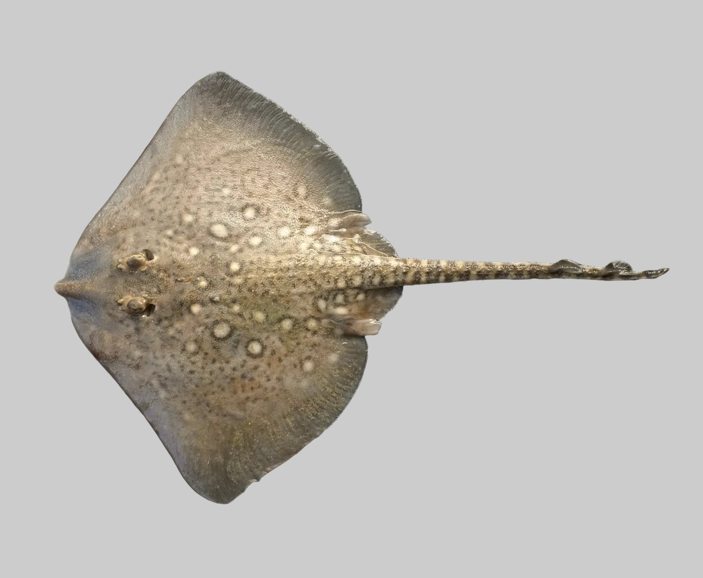 Konservētas rajas ar olīveļļu un kariju | ABC+